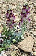 Linaria michauxii